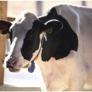 승수목장 이미지