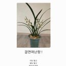 난향 - 8390 | 난향