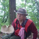 야생식용버섯공부시리즈 (3) -흰조각광대버섯 이미지