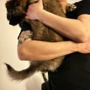 제천동물보호센터 | 서산시동물보호센터 / 포인핸드 입양후기!