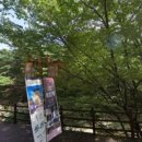 구례옥잠 이미지