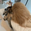 독한고양이 | 고양이 호산구 육아종 3번 재발 비스테로이드 케어 후기 고양이 종괴 입술 부음