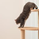 진심동물내과심장병원 이미지