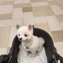 뽀송이 멍살롱 이미지