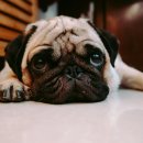 레알피부전문동물병원 이미지