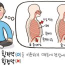 [318] '횡격막'과 '횡경막' 이미지