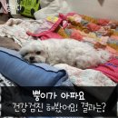 이서동물병원 | 노견 강아지 건강검진 대구 성당동 이서동물병원 후기 서부정류장 동물병원