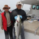 rockfish 에 미쳤나? 이미지