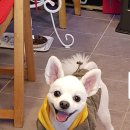 도그맘애견 이미지