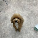 멍블리 펫살롱 이미지