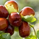 보은질고지흑염소농장 이미지