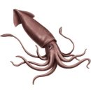 엔도소노 | 남다른 사이즈의 초대형 두족류들