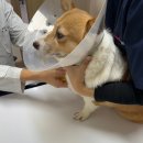 빛고을 동물의료센터 | [광주:강아지동물병원] 빛고을 동물의료센터 7살 여아 중성화수술 후기