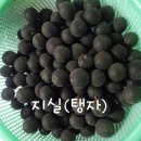 지실 이미지