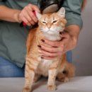 데본냥이 이미지