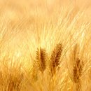 황금보리 이미지