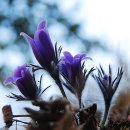 동강별아래 이미지