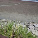 붕어가 오늘 한가해요 이미지