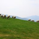 청춘목장 이미지