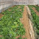 착한먹거리 이미지