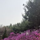 3월29일(일)오패산 자락길 가요 이미지