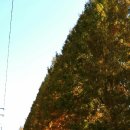 송일식당 이미지