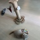 고양이분양 반하나캣 이미지