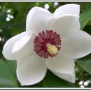 아이푸른 이미지