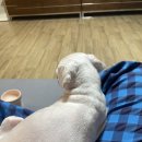 로얄펫 뉴트리션 네이버블로그