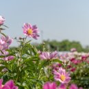 영천장식