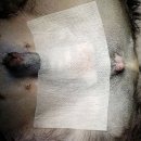 쓰담쓰담 동물병원 이미지