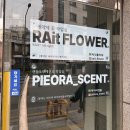 핑크빛마음공방 | 피어라캔들부케말리기공방 - 부케 말리기 전문 업체 추천 내돈내산 후기