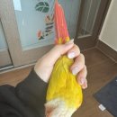 네일아리에티 이미지