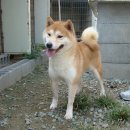 월드켄넬 이미지