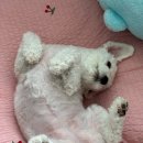 순심이네 펫살롱 네이버블로그