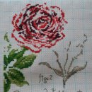 레드로즈 이미지