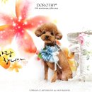 루이펫샵 이미지