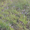 동강전망휴양림오토캠핑장 이미지