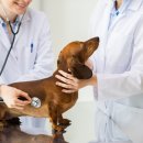 양주24시해든동물의료센터 이미지