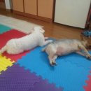 깐돌이PC 이미지