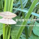 홍띠애기자나방 이미지