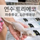 에코 | 인천 연수 이색 반려동물 트리에코 방문 후기 도마뱀 분양
