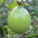 수정-128 이미지