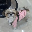 치치바버샵