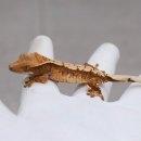 (주)늘한결같은