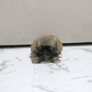 화이트 퍼피 켄넬 이미지