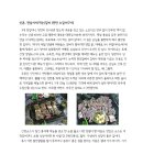 서서 Daum카페