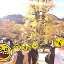 용문사 소장 목조석가여래좌상 | 양평 용문사 은행나무 소식, 강아지 동반 가능, 입장료 및 주차장은?