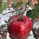 영농조합법인 오성 이미지