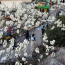 매화마트 | 2026년 전남 광양 매화축제 다녀온 후기 (3.14)